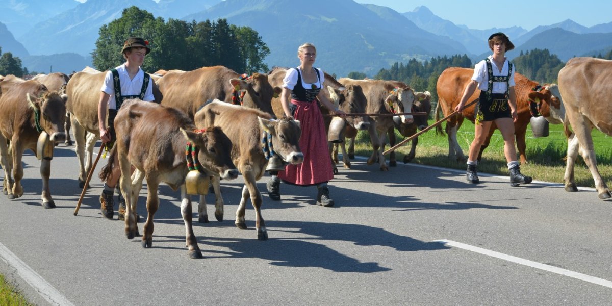 Viehscheid in Schöllang - Bild: Markus Buß