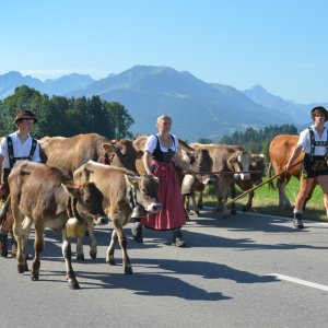 Viehscheid in Schöllang