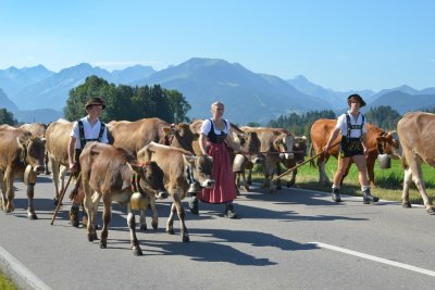 Viehscheid in Schöllang