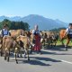 Viehscheid in Schöllang - Bild: Markus Buß