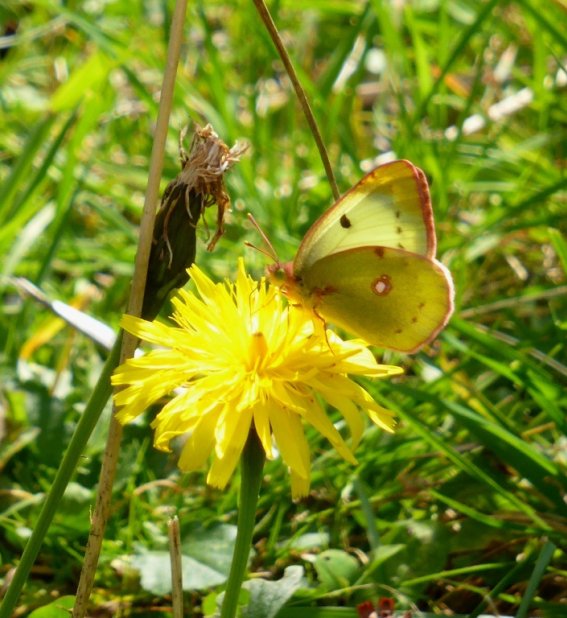 Weißklee-Gelbling