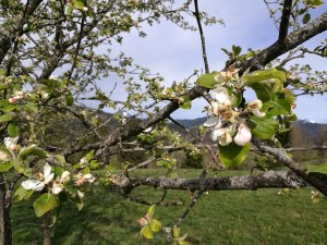 Apfelbaum