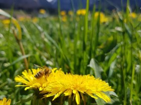 Löwenzahnblüte