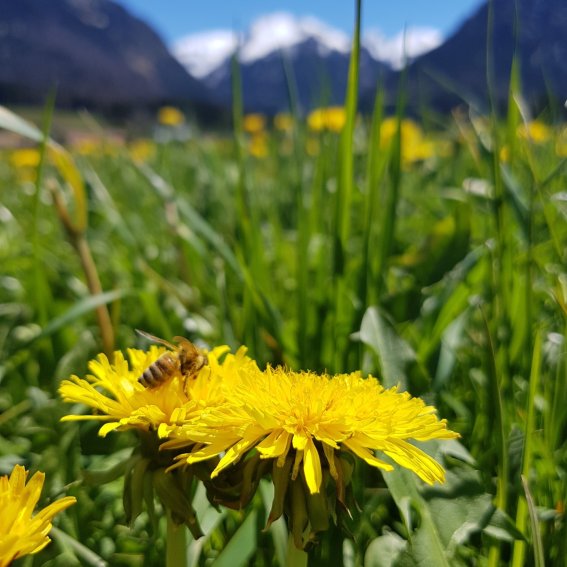 Löwenzahnblüte