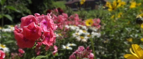 Blumenbeet in Kornau
