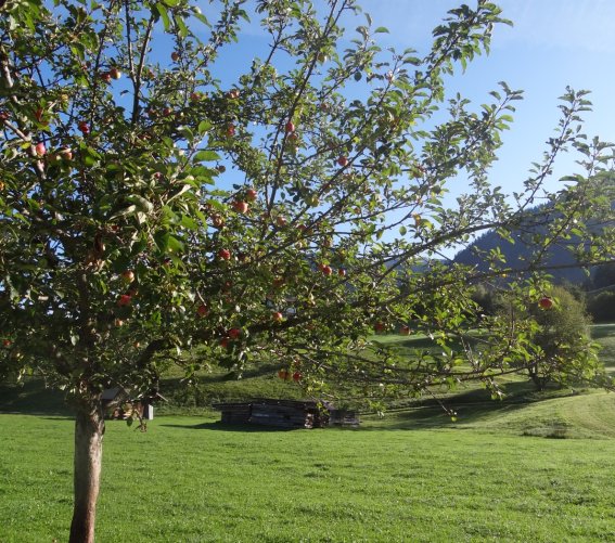 Apfelbaum