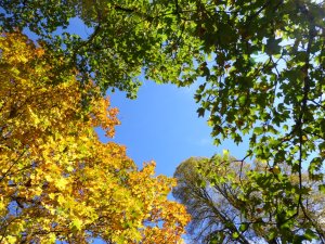 Bäume im Herbst