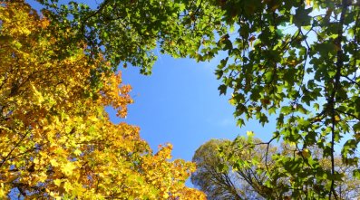 Bäume im Herbst