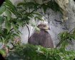 junger Steinadler