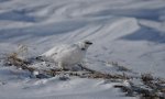 Alpenschneehuhn