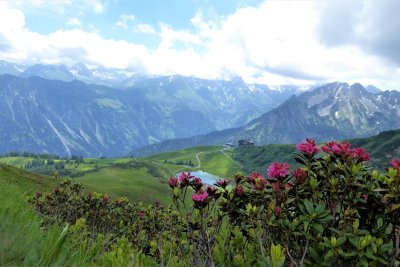 Alpenrosen und Schalppoldsee