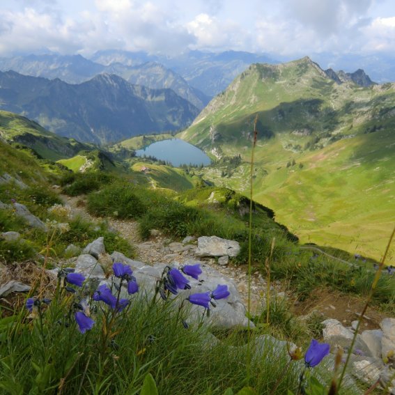 Scheuchzers Glockenblumen - Bild: Angelika Bornschlegl