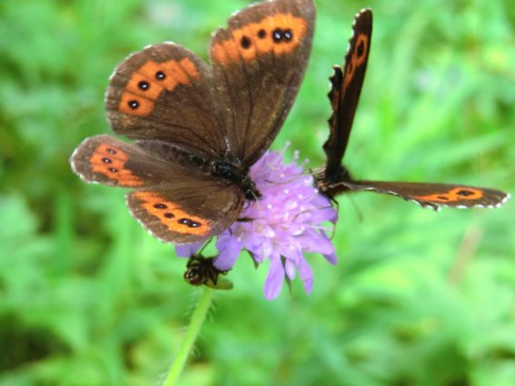 Mohrenfalter - Bild: Angelika Bornschlegl
