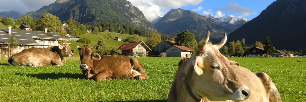 Kühe im Ösch