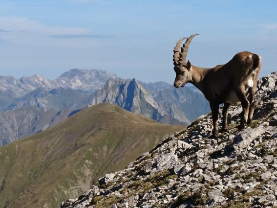 Steinbock