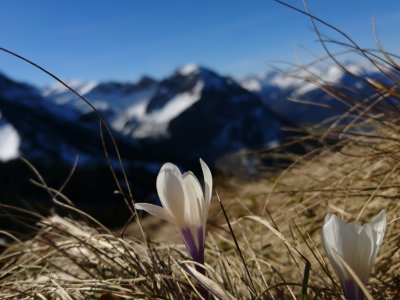 Schnippenkopf