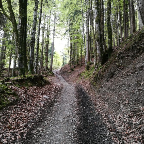 Weg Geißberg
