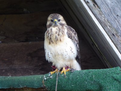 Mäusebussard