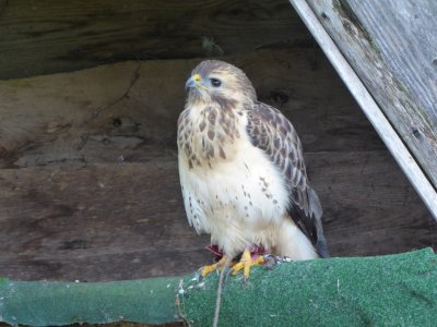 Mäusebussard