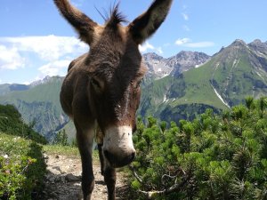 Esel an der Taufersberg Alpe