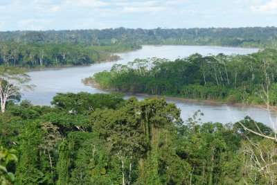 Der Regenwald am Amazonas