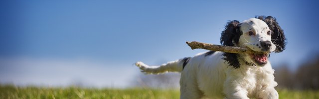Hundeservice