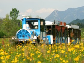 Alpenexpress in den Wiesen von Oberstdorf