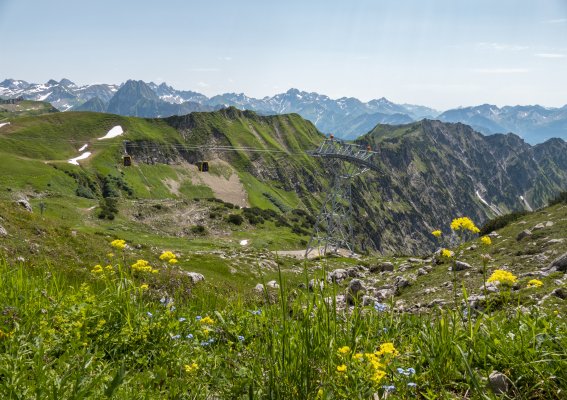 Bergblumen am Nebelhorn