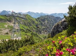 Alpenrosen vor der Bergbahn