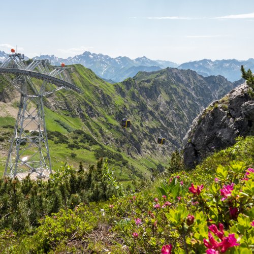 Alpenrosen vor der Bergbahn