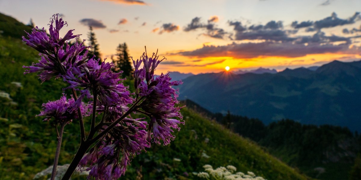 Sonnenaufgang hinter Blumen