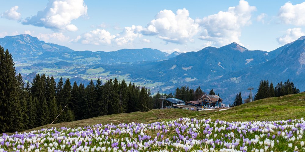 Krokusse vor der Bergstation