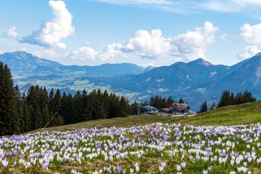 Krokusse vor der Bergstation