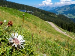 Silberdistel an der Mittelstation