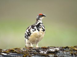 Alpenschneehuhn bearbeitet w+l