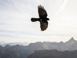 Alpendohle