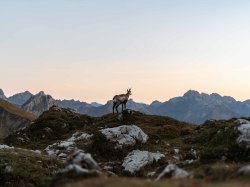 Gams im Sonnenuntergang