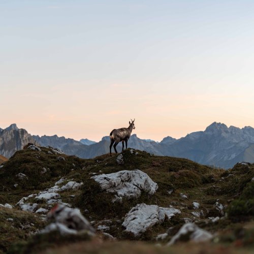 Gams im Sonnenuntergang