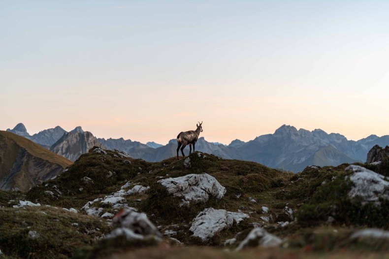 Gams im Sonnenuntergang