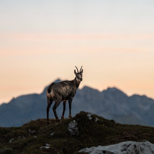 Gams im Sonnenuntergang