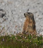 Murmele am Nebelhorn
