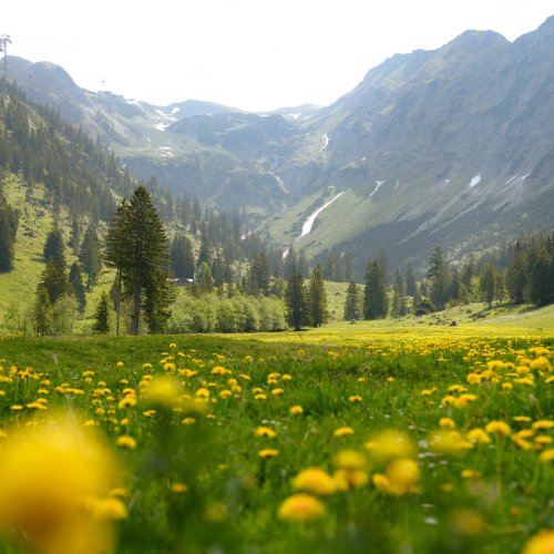 Blumenmeer auf der Seealpe