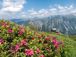 Blumenmeer aus Alpenrosen
