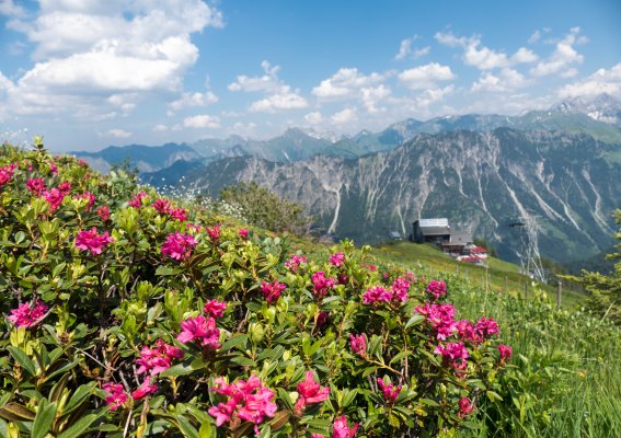 Blumenmeer aus Alpenrosen