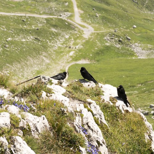 Die Bergdohlen genießen den Ausblick