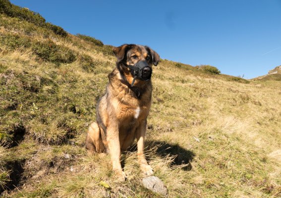 Wandern mit Hund im Allgäu Oberstdorf &amp; Kleinwalsertal