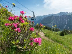 Alpenrosenblüte am Fellhorn