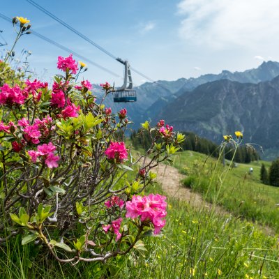 Alpenrosenblüte am Fellhorn