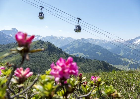 Die Kanzelwandbahn hinter Alpenrosen
