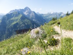 Wilde Männle vor dem Widderstein